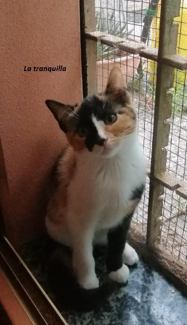 5 mici cuccioli da adottare  Foto 4
